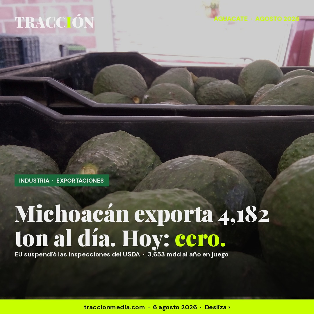 EU congela el aguacate de Michoacán: 4,182 toneladas diarias detenidas por una amenaza del narco