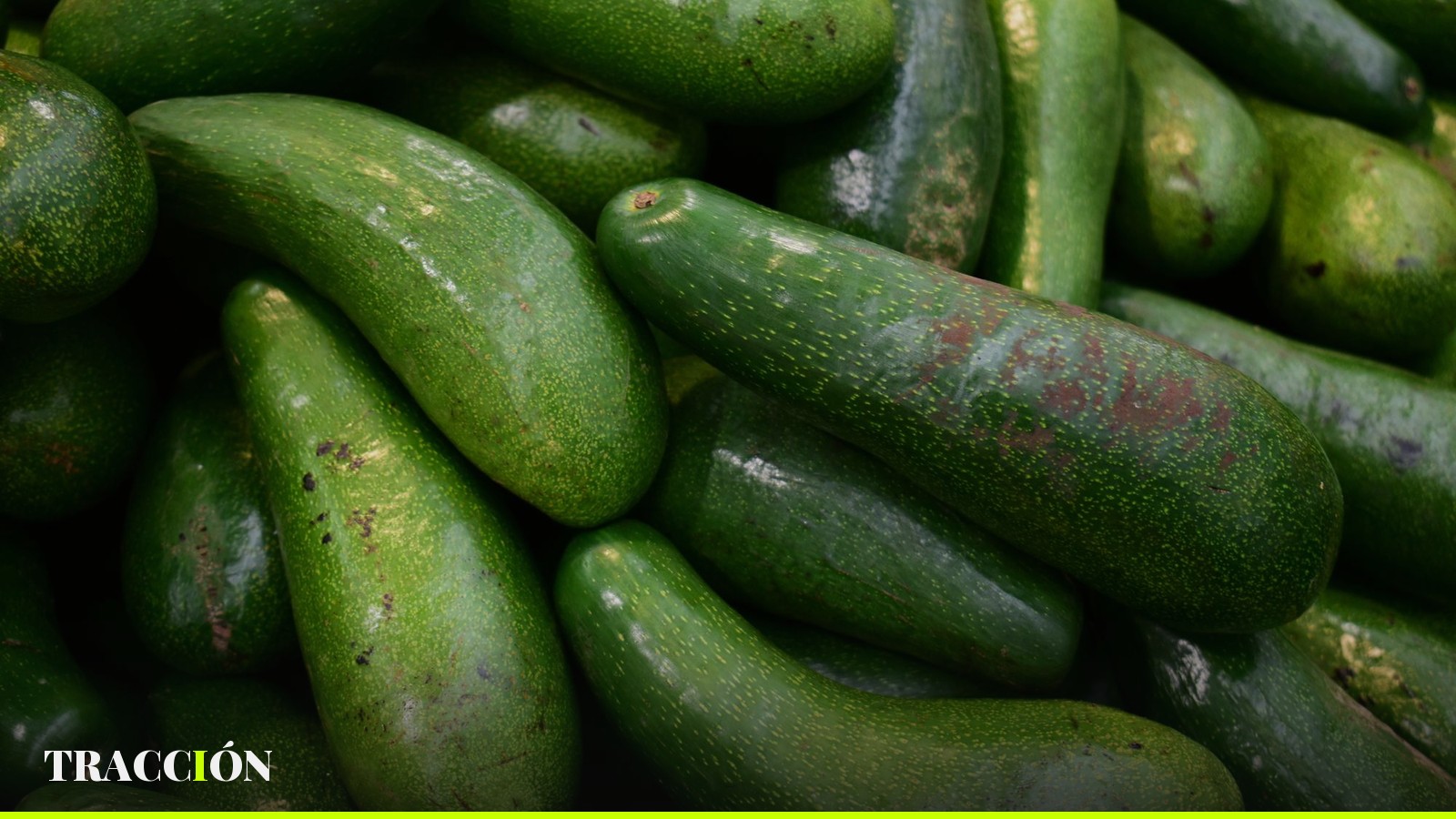 Aguacates Hass apilados en un mercado